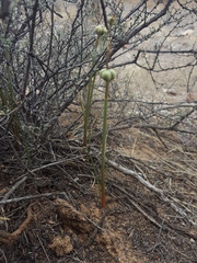 Zephyranthes longifolia