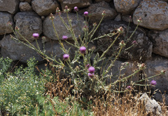 Onopordum palaestinum