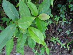 Dilleniaceae