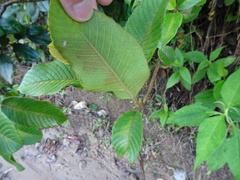 Dilleniaceae
