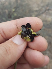 Zephyranthes longifolia