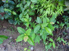 Dilleniaceae