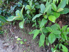 Dilleniaceae