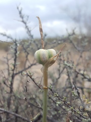 Zephyranthes longifolia