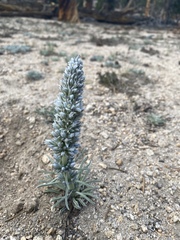 Frasera albicaulis nitida