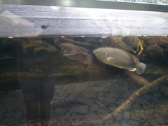 Climbing Perch photo 5