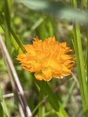 Polygala lutea