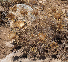 Centaurea eryngioides