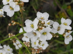 Crambe scaberrima