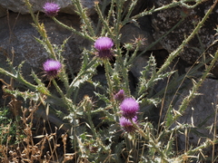 Onopordum palaestinum