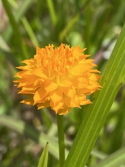 Polygala lutea