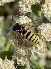 Bicyrtes capnopterus