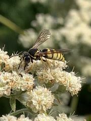 Bicyrtes capnopterus