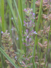 Dracocephalum thymiflorum