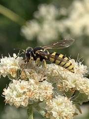 Bicyrtes capnopterus