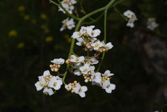 Crambe scaberrima