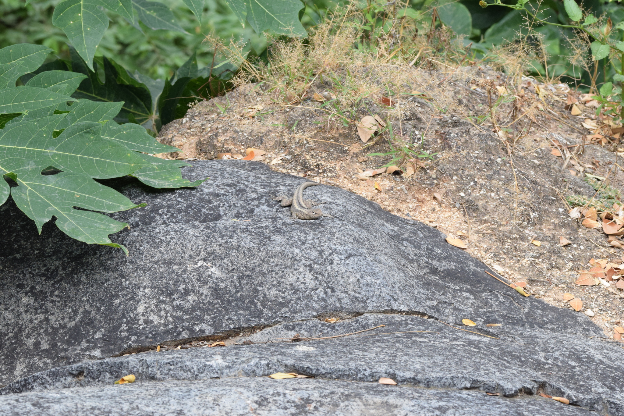 Microlophus occipitalis image