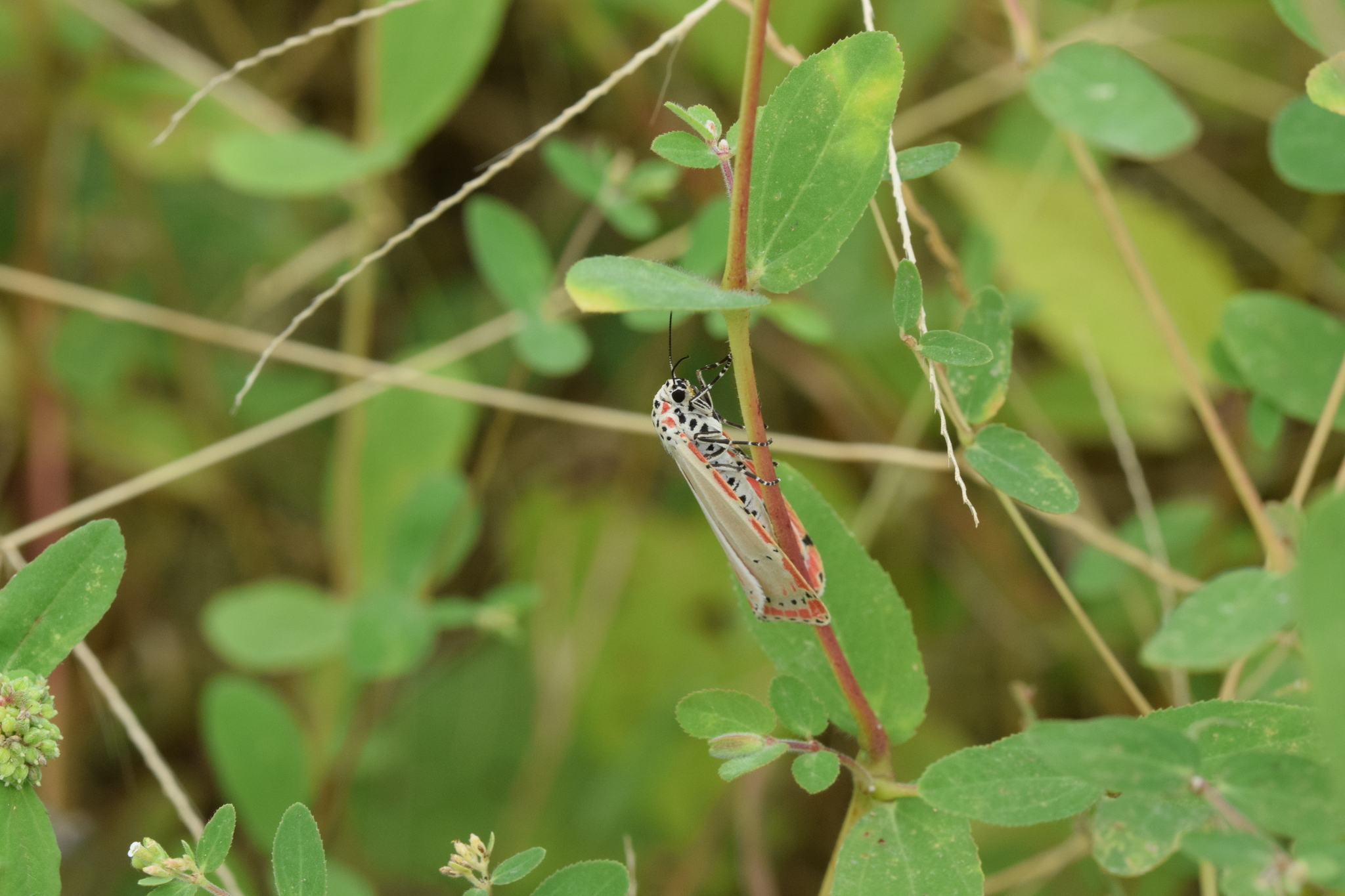 Utetheisa ornatrix image