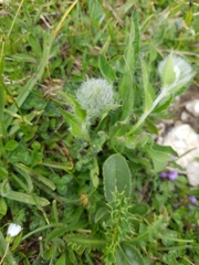 Hieracium villosum