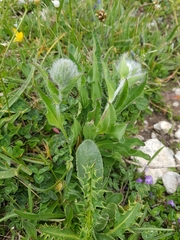 Hieracium villosum