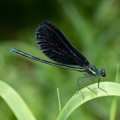 Calopteryx maculata