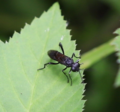 Macrophya annulata