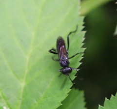Macrophya annulata