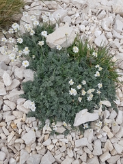 Achillea barrelieri