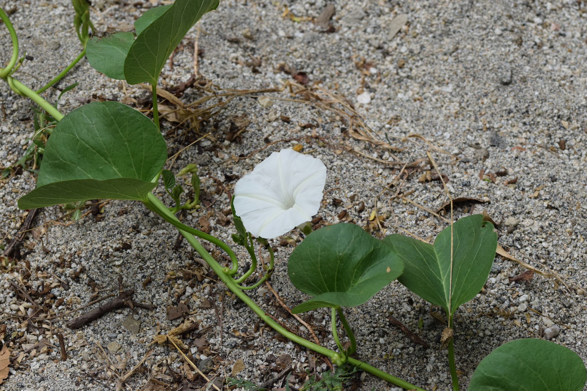 Ipomoea asarifolia image