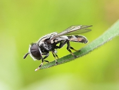 Trichopsomyia recedens