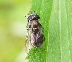 Trichopsomyia recedens