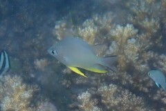 Amblyglyphidodon orbicularis