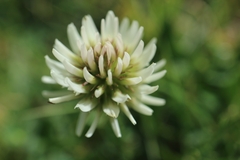 Trifolium montanum