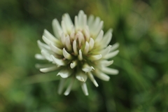Trifolium montanum