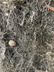 Cerastoderma glaucum