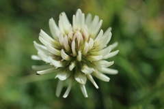Trifolium montanum