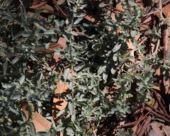 Atriplex glauca