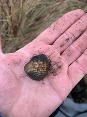 Cerastoderma glaucum