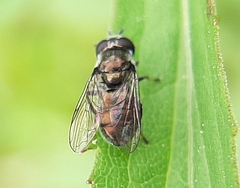 Trichopsomyia recedens
