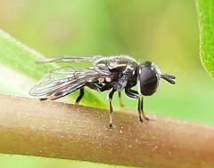Trichopsomyia recedens