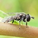 Trichopsomyia - Photo (c) Will Linnard, some rights reserved (CC BY), uploaded by Will Linnard