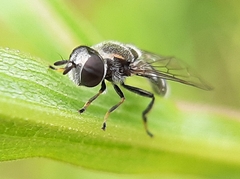 Trichopsomyia recedens