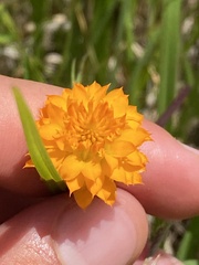 Polygala lutea
