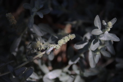 Atriplex glauca