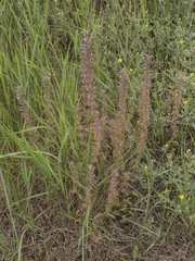 Dracocephalum thymiflorum