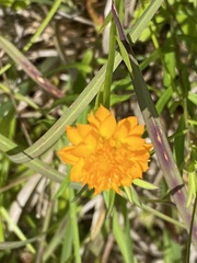 Polygala lutea
