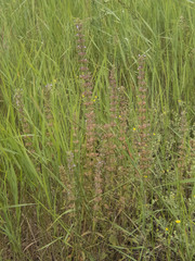 Dracocephalum thymiflorum