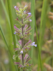 Dracocephalum thymiflorum