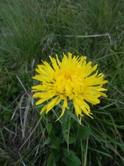Hypochaeris uniflora