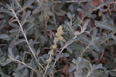 Atriplex glauca